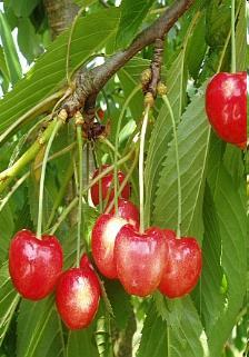 750 Chesnutt tree (wood) 180 ton 130-150 /ton (mill gate) Cherry tree (slow growing) 150 ton 180 /ton (mill gate) Irrigated orchards (almond and nuts) Investment Nucleus