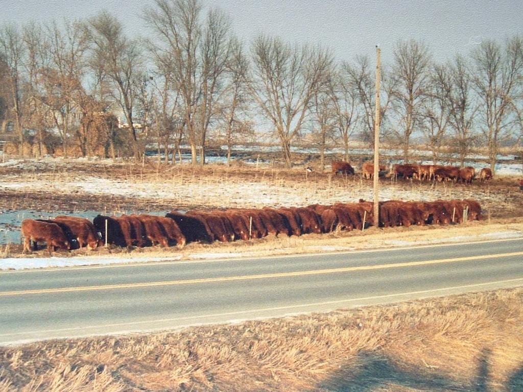 Winter Feeding Brought cows home for