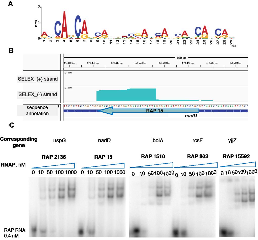 SUPPLEMENTAL FIGURES Figure S1. Identification of RAPs, natural RNAP-binding RNA aptamers, within the E. coli genome (related to Figure 1). (A) Common MEME-predicted motif for 12% of RAPs.
