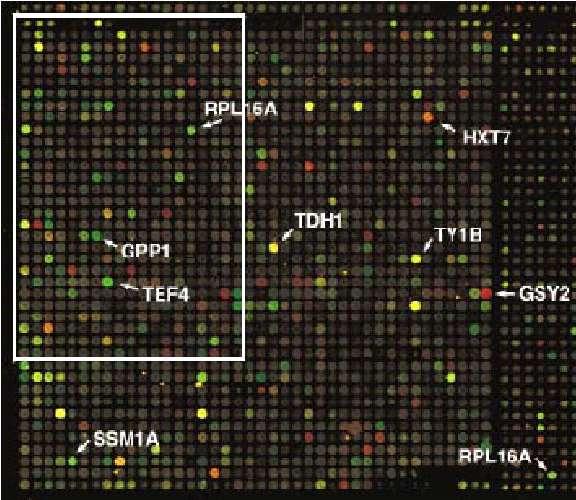 Inferring gene functionality Researchers want to know functions of new genes. Simply comparing new gene sequences to known DNA often does not reveal actual function of gene.