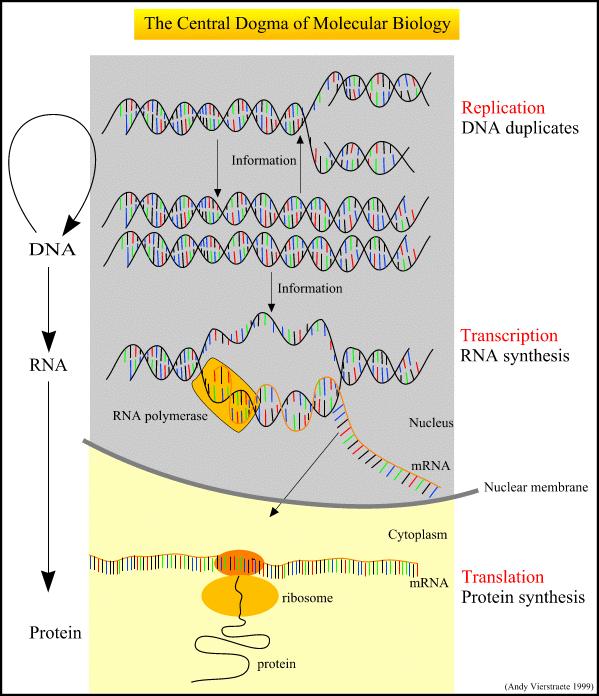 The Central Dogma of Molecular Biology 1. DNA copies its information in process involving many enzymes (replication). 2. DNA codes for production of mrna during transcription. 3.