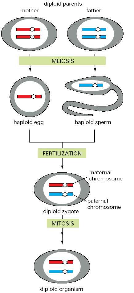 Genetic inheritence 1. Cells in mother and father both contain paired sets of chromosomes (diploid). 2. Through meiosis, gametes (sex cells) contain only one chromosome from each pair (haploid). 3.