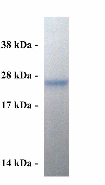 Example of Results The following figure demonstrates typical results seen with Cell Biolabs Arf6 Activation Assay Kit. One should use the data below for reference only.