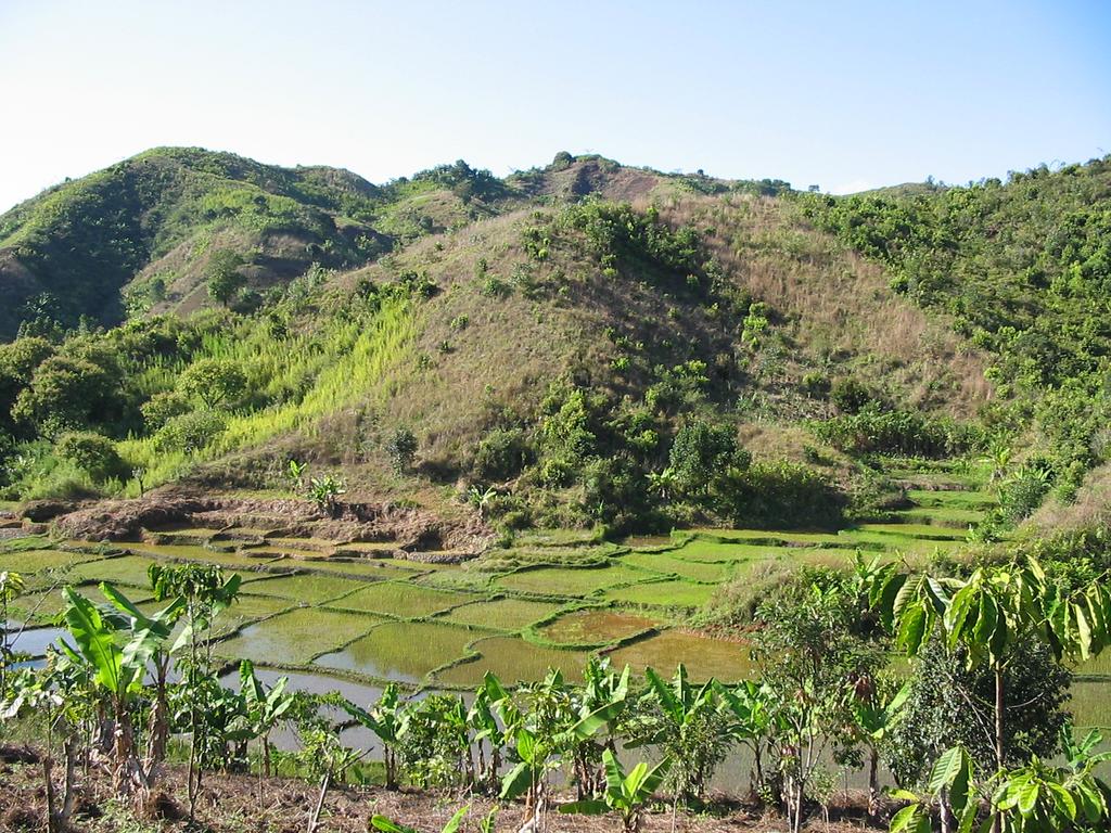 Ecological Niches = Tenure Niches Rice fields Well articulated Plots Well articulated but unequal Upper slope cultivation Contested and ambiguous because land borrowers are planting trees and