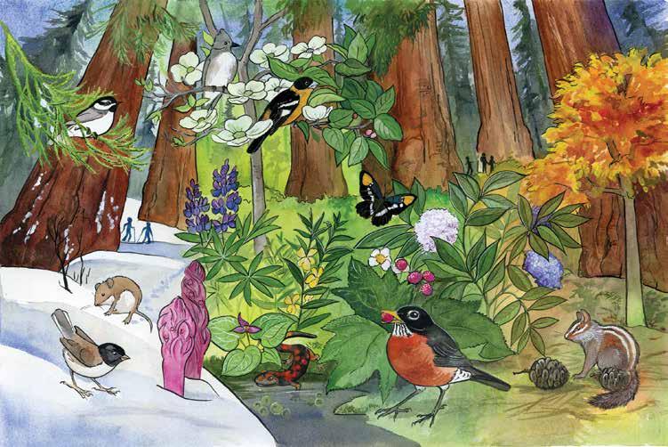 5 Through the Seasons 1 6 7 12 16 3 8 15 4 9 14 2 10 13 11 17 page 7-8: Through the Seasons Winter Spring Summer Fall 1. Mountain chickadee 2. Dark-eyed junco 3. Deer mouse 4. Snow plant 5.