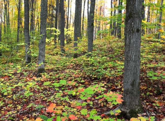 Assessing the Health, Vigour, and Quality of Your Woodlot Soil type Topography History Tree