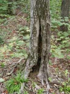 You may have a degraded woodland Repeated high-grades