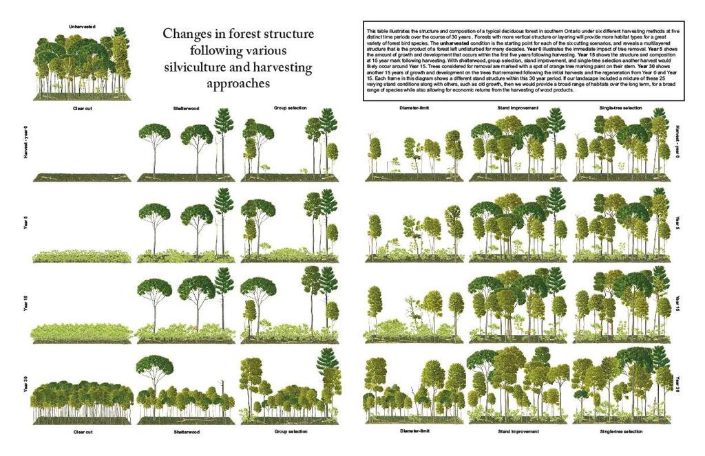 Changes in forest