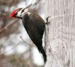 Avian Biodiversity Heavy cut sites