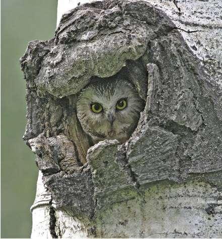 Cavity trees 50+ use holes in trees to nest, roost, den, feed, or hibernate in Cavities are critical habitat for 25 of