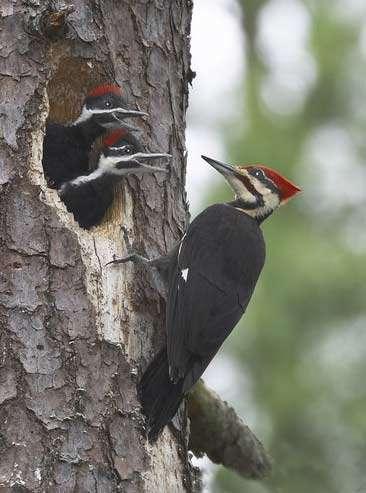 Objectives Monitor density, nest success and habitat use of cavity nesting birds in response