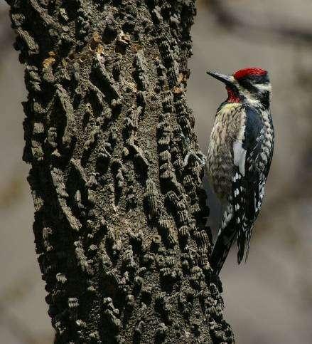 Yellow-bellied Sapsucker Life history virtually unstudied Dominant cavity