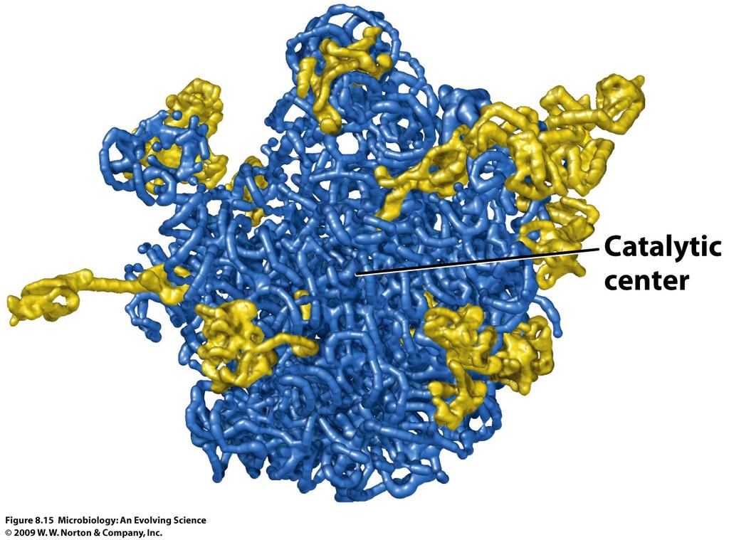 Ribosome = Protein Polymerase n Very large molecular machine 2 subunits, 52 proteins, 3 rrnas n Mostly
