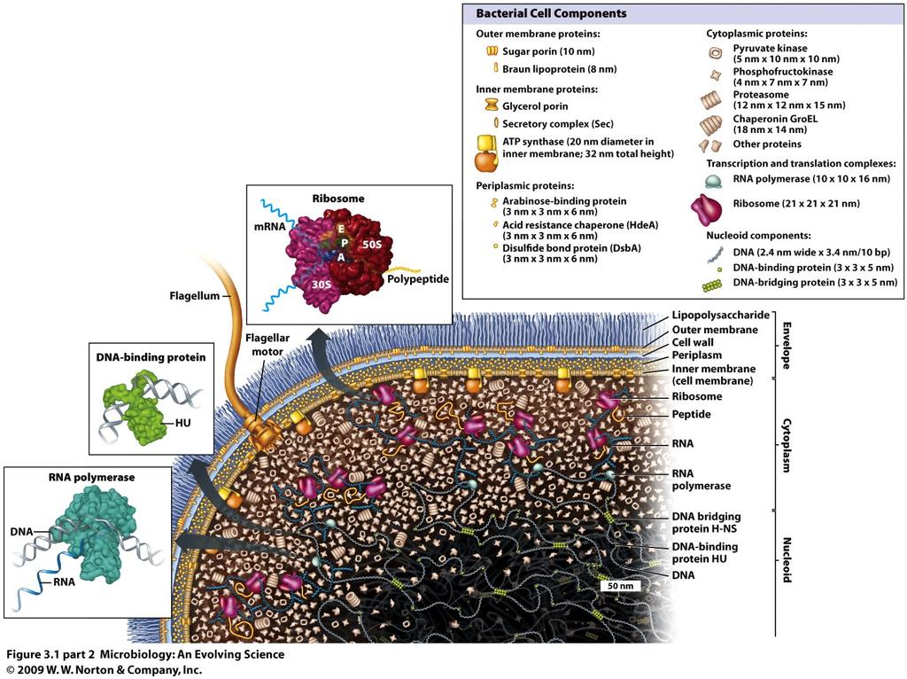Protein Traffic n Many bacterial proteins reside in cytoplasm n Others targeted to other sites Plasma membrane Periplasm Gram -