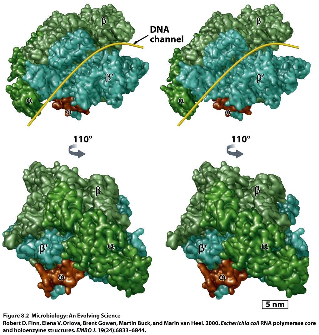 RNA Polymerase, Sigma Factor n RNA Polymerase is a large molecular machine 4 proteins in one complex n α, β, βʹ, ω Binds DNA, reads sequence n Polymerizes