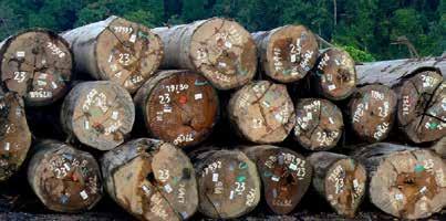 2. The aboveground biomass stock in forests indicates the amount of living aboveground biomass stored in forests, comprising stems, stumps, branches, bark, seeds and foliage. 3.