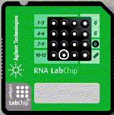 products, small restriction digests DNA 7500 LabChip kit Sizing and Quantitation (100-7500bp) Restriction digests, PCR products DNA 12000 LabChip kit Sizing and Quantitation (100-12000bp)