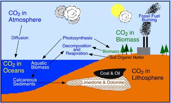 1 Carbon cycle, introduction The cycle of carbon has a great impact on life on Earth, and is also of great interest for the anthropogenic