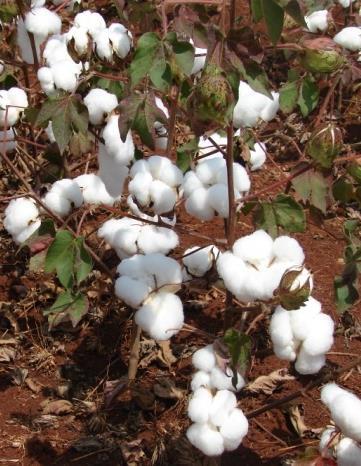 Objectives To discuss the position on Bt-Cotton commercialization