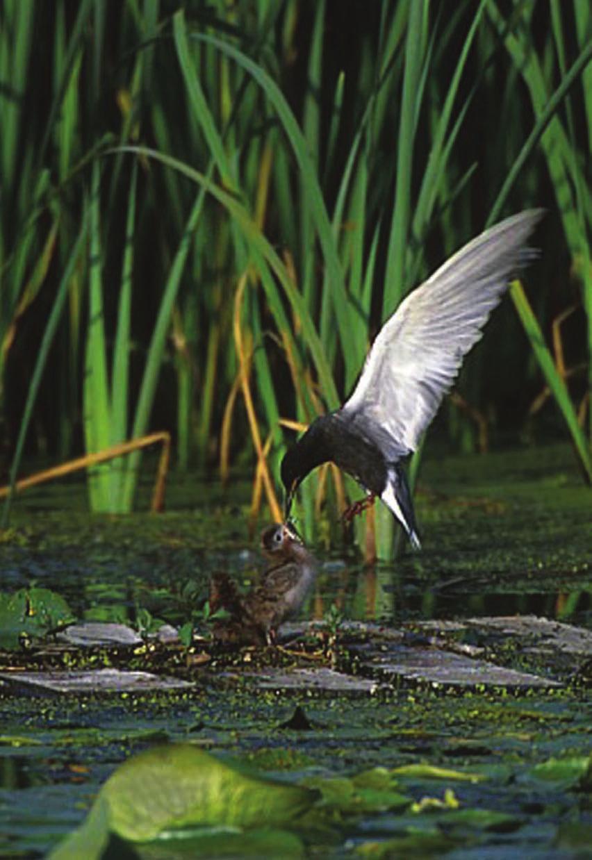 Photo by Michael Corey, finalist in EPA's 2002 wetland photography contest Did You Know.