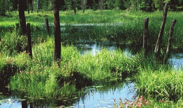 The Corps regulatory program supports the national goal of no overall net loss of wetlands.