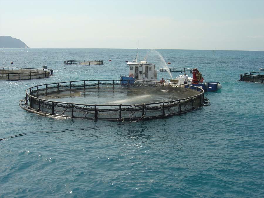 4. INDICATORS FOR SUSTAINABLE AQUACULTURE Feeding fish in submergible cages, Italy, photo FAO Aquaculture photo library/francesco Cardia. 4.