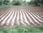 @ BBF, CF and ridge furrow are important for