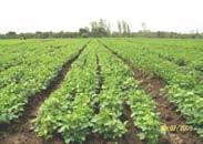 BBF Technology for Black Soil Regions of Central and Western