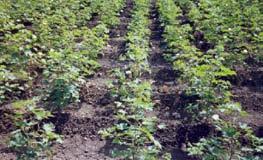 this technology in the drought relief programme Ridges and furrows system in cotton in vertisols.