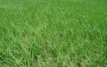 District: Saran, Bihar Coping with monsoon delay: Direct Seeded Rice Yield (q/ha) % Economics of demonstration (Rs.