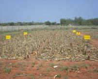 Conservation Agriculture (CA) in Rainfed Systems Impact