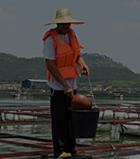 Report on the Shrimp Sector Asian