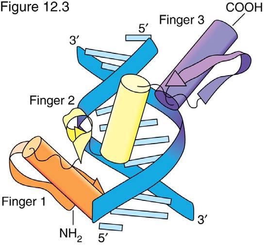 β-strand Location of interactions on DNA Zif268 zinc