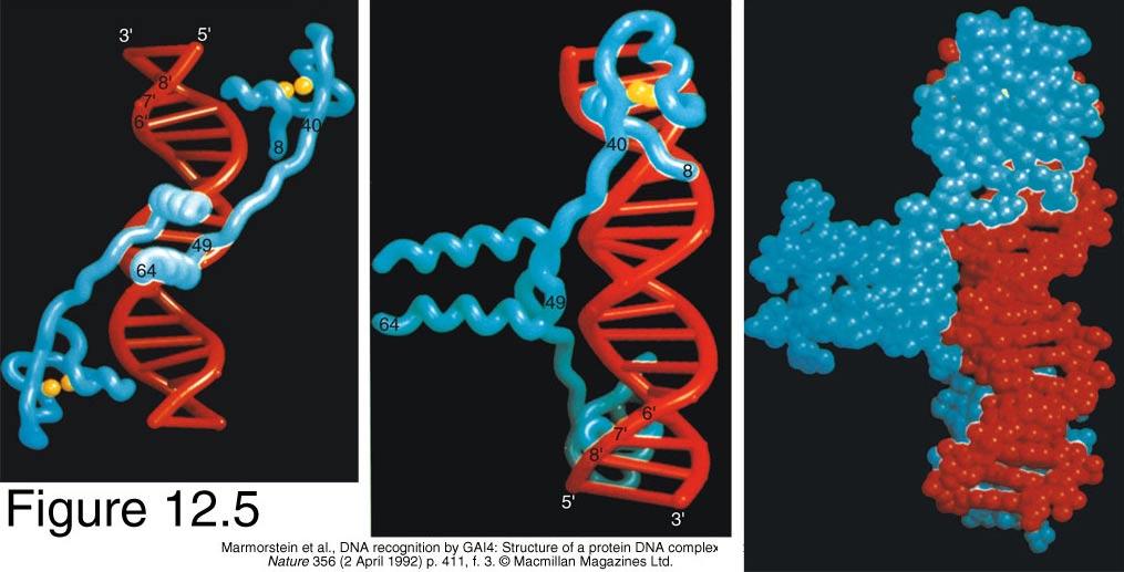 Requires two domains: DNA Binding domain: two Zn ++ ions