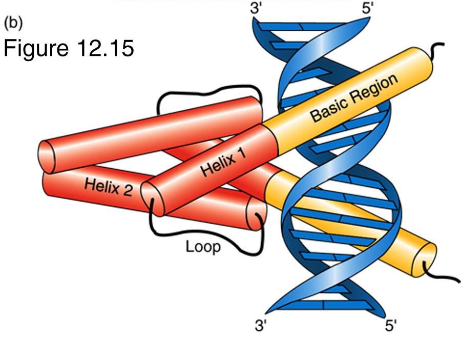 it must be considered part of DNA binding domain, along with