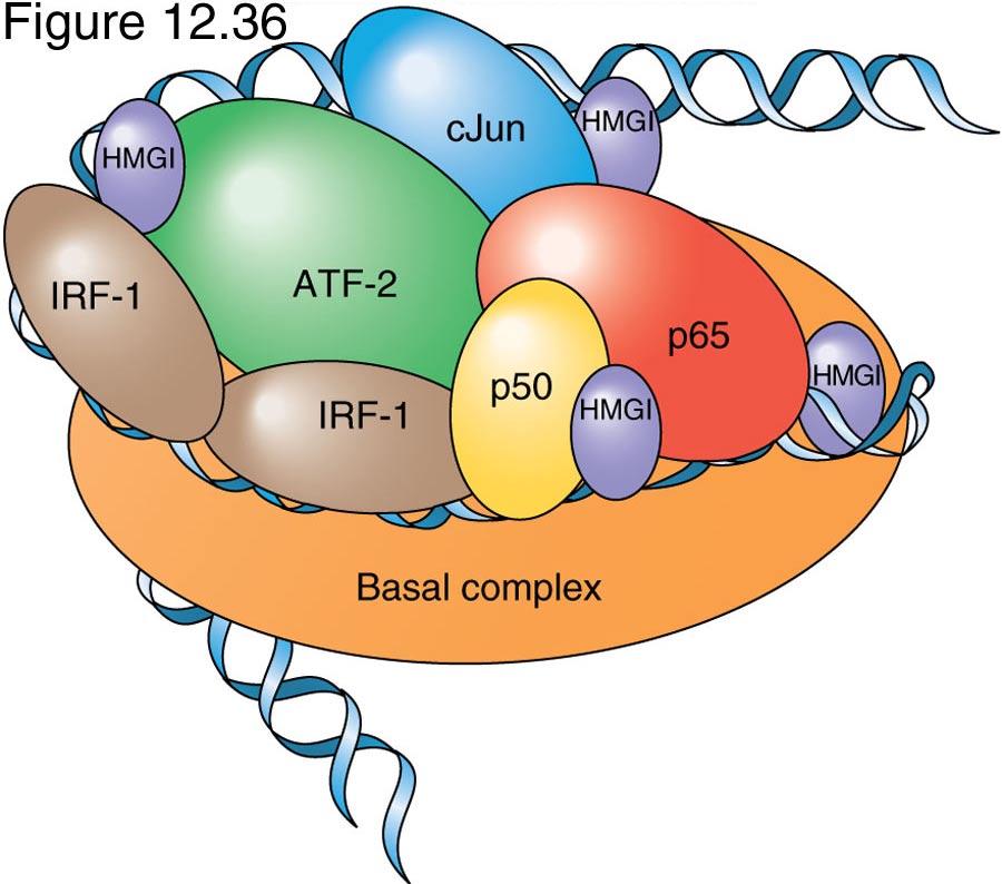 All factors must bind to form enhanceosome complex requires coordinate regulation of all factors.