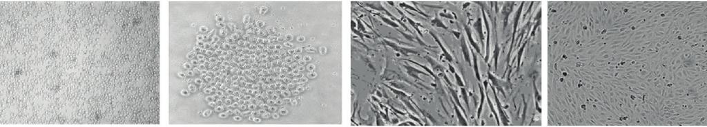 stem cells Humn hemtopoetic stem cells PowerStem PEC Humn ngiogenetic stem cells And more!