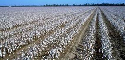 The competitiveness of Mozambique s cotton industry is affected by poor farm-level performance and high processing and logistics costs Cotton value-chain Inputs Production & Harvesting Processing