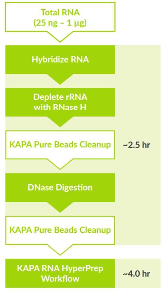 KAPA RNA Hyper with RiboErase Sequencing of total RNA samples that have been ribosomal RNA (rrna) depleted provides a more comprehensive representation of the transcriptome Benefits include: Up to 99.