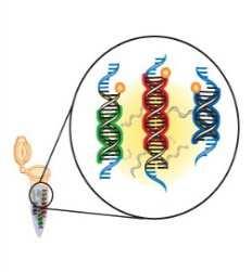 (Solution Capture) Amplify DNA and Enrichment QC