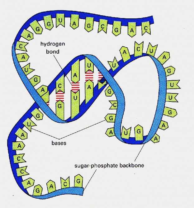The 2 nd type of Nucleic Acid: RNA RNA stands for Ribonucleic Acid -RNA has a different sugar on the