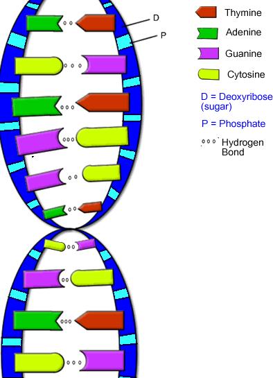 DNA molecule - shape of a twisted ladder: Interior: sequence of nitrogen bases and Exterior: