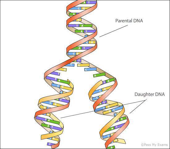 DNA replication: 1)Molecules unwind and separate 2) new nitrogen bases present