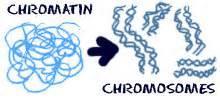 **Different forms of DNA: DNA comes in the form of Chromatin, in the nucleus Before cell