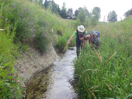 Page 10 Potential Riparian Restoration Opportunities Naturally vegetated shorelines help reduce erosion, filter pollutants from entering the watercourse, assist in