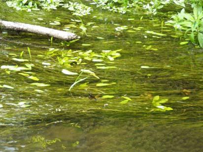 However, too much in-stream vegetation can be detrimental and can signify an unhealthy stream. Certain types of vegetation, such as algae, can also be indicative of poor stream health.