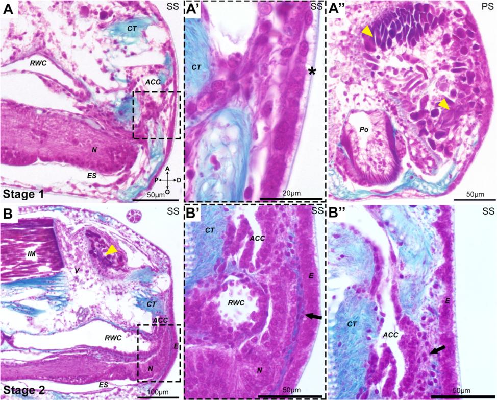 Czarkwiani et al. Frontiers in Zoology (2016) 13:18 Page 4 of 17 Fig. 2 Histological sections of the earliest stages of arm regeneration in the brittle star Amphiura filiformis.