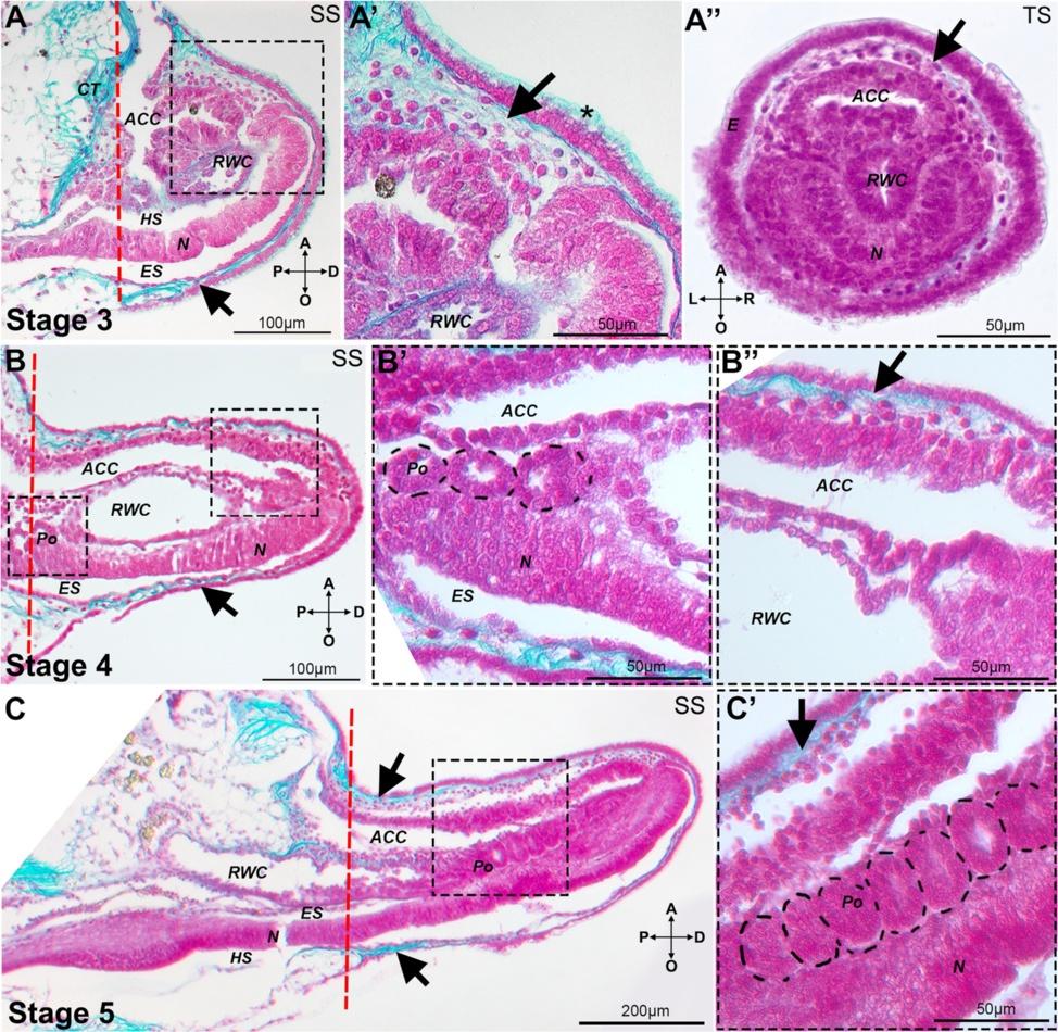 Czarkwiani et al. Frontiers in Zoology (2016) 13:18 Page 5 of 17 Fig. 3 Histological sections of regenerating arms at stages 3, 4 and 5.