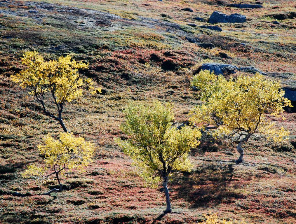 Consequences in Finland Reindeer do protect the tundra; Tundra has expanded in Finland in spite of warming