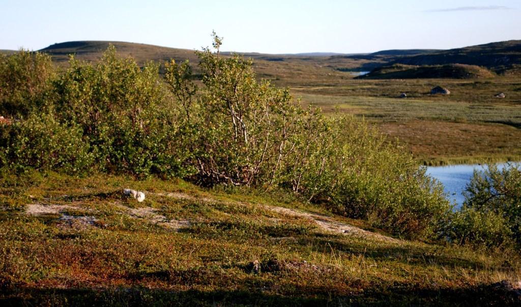 but the catch Birch brushwood (rissevuovdi) expands due to lack of spring / summer grazing Crowberry gradually replaces lichens Snow